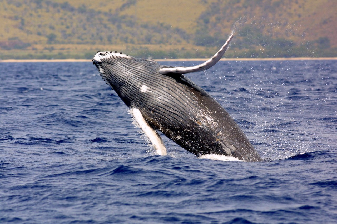 2160x1440_humpbackwhale_noaa